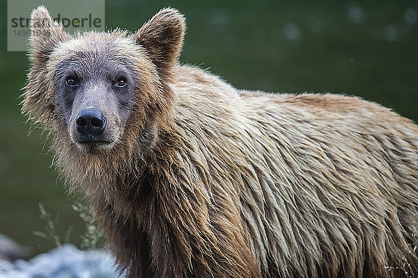 Grizzlybär (Ursus arctos horribilus)  Taku River; Atlin  British Columbia  Kanada