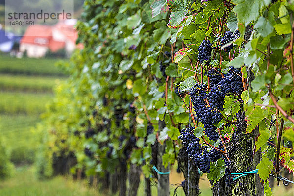Purpurne Trauben an einem Weinberg in einer Reihe mit einem Dorf darunter; Remich  Luxemburg