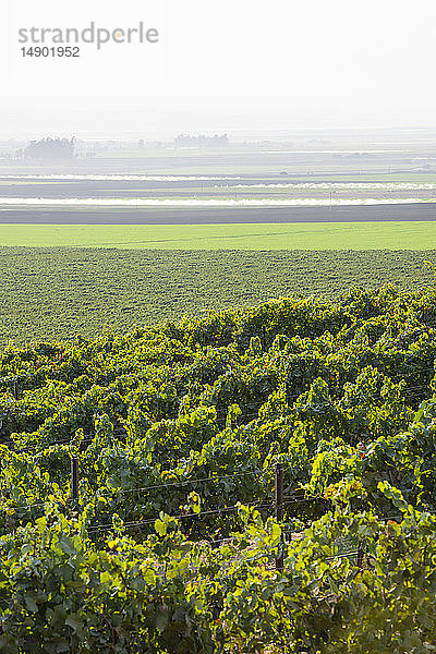 Weinreben (Vitis) auf einem Hügel mit Nebel über den Feldern in der Ferne; Gonzales  Kalifornien  Vereinigte Staaten von Amerika