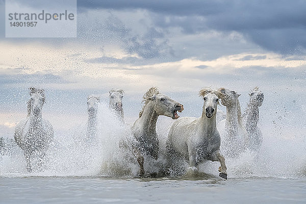 Weiße Pferde der Camargue  die aus dem Wasser laufen; Camargue  Frankreich