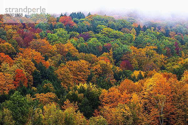 Lebhaftes Herbstlaub in einem Laubwald; Fulford  Quebec  Kanada