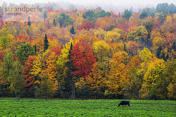 Eine Kuh weidet auf einem üppigen Grasfeld mit lebhaftem  buntem Herbstlaub im Wald; Fulford  Quebec  Kanada