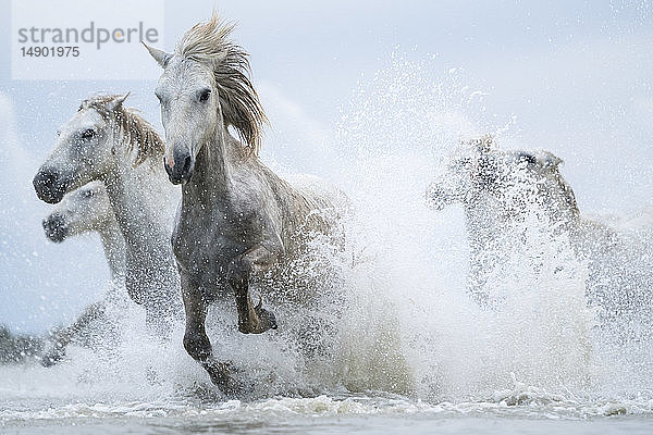 Weiße Pferde der Camargue  die aus dem Wasser laufen; Camargue  Frankreich