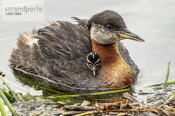 Rothalstaucher (Podiceps grisegena) mit Küken am Ufer des Cheney Lake  Süd-Zentral-Alaska; Alaska  Vereinigte Staaten von Amerika