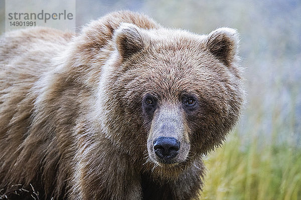 Grizzlybär (Ursus arctos horribilis)  Taku River; Atlin  British Columbia  Kanada