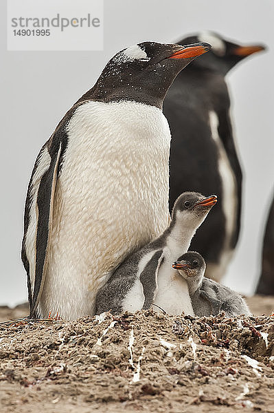 Eselspinguin (Pygoscelis papua) mit seinem Jungtier; The Neck  Falklandinseln