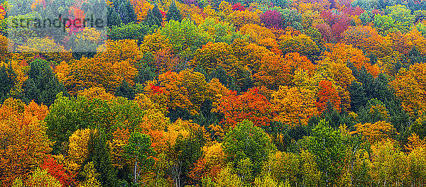 Lebhaftes Herbstlaub in einem Laubwald; Fulford  Quebec  Kanada