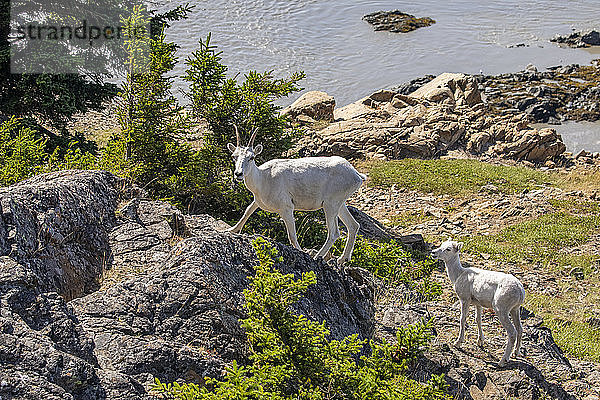 Dallschaf (Ovis dalli): Mutterschaf und Lamm in der Gegend von Windy Point außerhalb von Anchorage in der Nähe von MP 107 des Seward Highway  einem Ort  an dem man häufig Schafe entlang des Highways sieht  mit Turnagain Arm im Hintergrund; Alaska  Vereinigte Staaten von Amerika