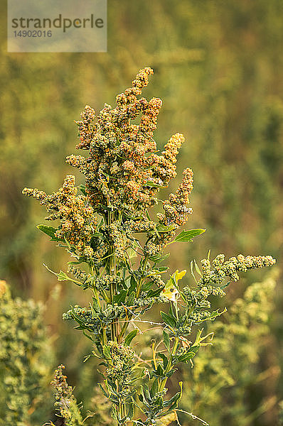 Nahaufnahme einer Quinoa-Pflanze in einem Feld; Erickson  Manitoba  Kanada