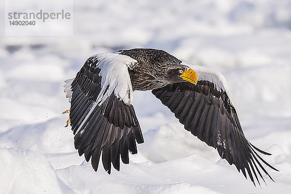 Stellar-Seeadler (Haliaeetus pelagicus) im Flug über Eis und Schnee; Hokkaido  Japan