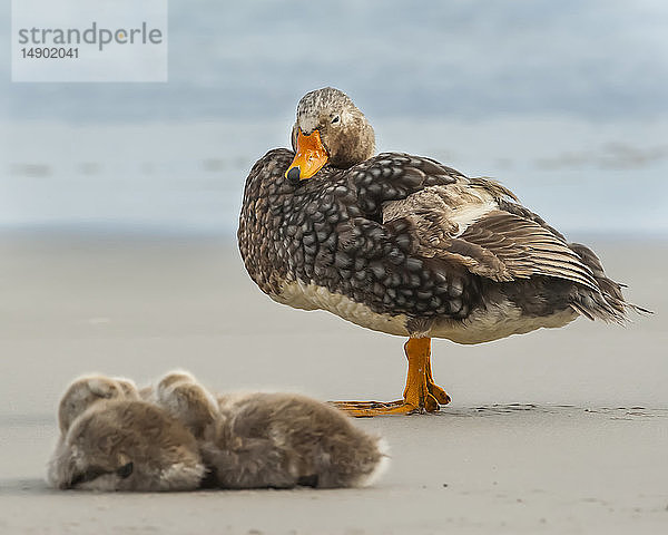 Falkland-Dampfschiffente (Tachyeres brachypterus) mit Küken am Strand; Saunders Island  Falklandinseln