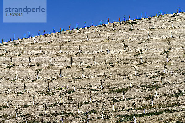 Junge Olivenbäume an einem Berghang; Cazorla  Provinz Jane  Spanien