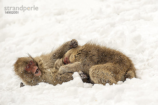 Japanischer Makake  auch bekannt als Schneeaffe  (Macaca fuscata) beim Spielen im Schnee; Jigokudani  Yamanouchi  Nagano  Japan