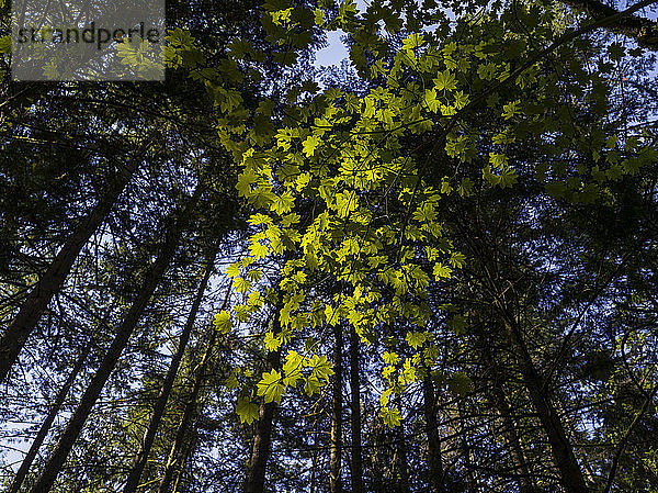 Üppiges Laub  das von einem Baum herabhängt  Lynn Canyon Park  North Vancouver; Vancouver  British Columbia  Kanada
