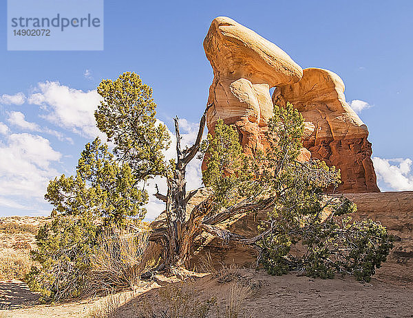 Felsformation am Devils Garden  in der Escalante Grand Staircase; Escalante  Utah  Vereinigte Staaten von Amerika