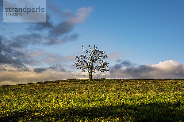 Laubloser Baum in einem Grasfeld mit Wolken am Horizont  North Downs Way; Kent  England