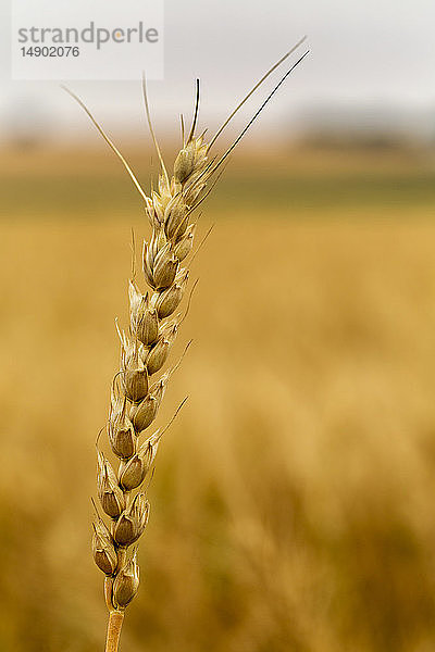 Nahaufnahme eines goldenen Weizenkopfes in einem Feld  südlich von Calgary; Alberta  Kanada