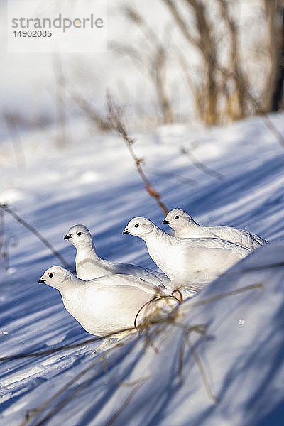 Schneehühner (Lagopus lagopus) stehend im Schnee mit weißem Wintergefieder im Arctic Valley  Süd-Zentral-Alaska; Alaska  Vereinigte Staaten von Amerika