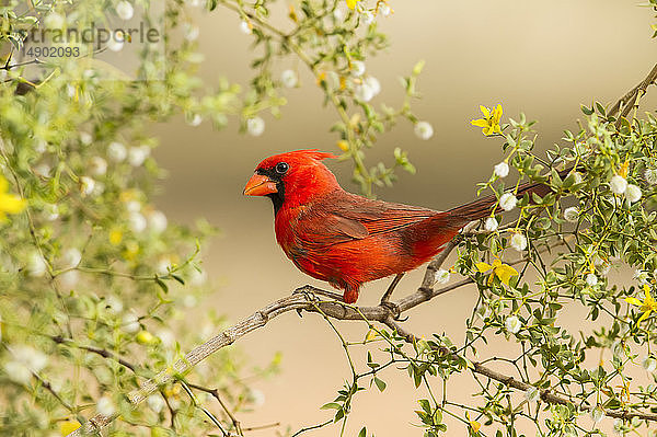 Nördlicher Kardinal (Cardinalis cardinalis); Arizona  Vereinigte Staaten von Amerika