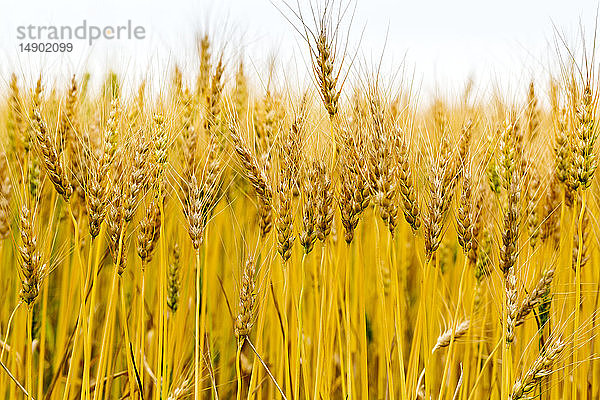Nahaufnahme mehrerer goldener Weizenköpfe in einem Feld  südlich von Calgary; Alberta  Kanada
