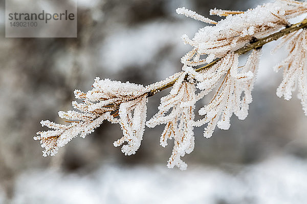 Nahaufnahme eines frostigen Zweigs einer Lärche; Calgary  Alberta  Kanada