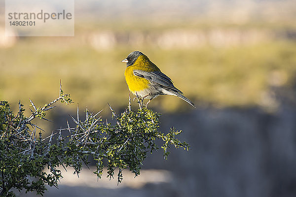 Ein kleiner gelber Vogel auf einem Ast im warmen Licht; San Rafael  Mendoza  Argentinien