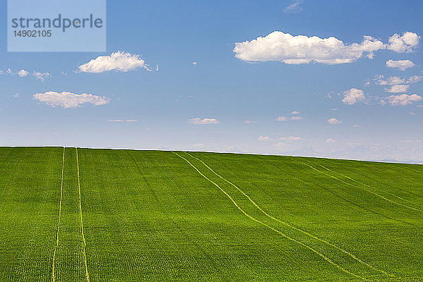 Grünes Getreidefeld mit blauem Himmel und Wolken  nördlich von Calgary; Alberta  Kanada