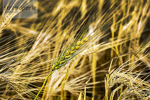 Nahaufnahme eines unreifen Gerstenkopfes in einem reifen  goldenen Gerstenfeld  südlich von Calgary; Alberta  Kanada