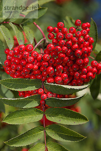 Detail von reifen Ebereschenbeeren  die an einem Baum hängen  Süd-Zentral-Alaska; Palmer  Alaska  Vereinigte Staaten von Amerika