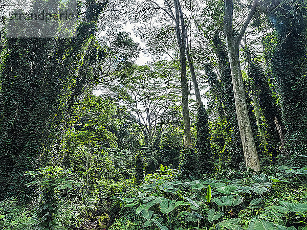 Üppige Vegetation in einem Regenwald auf Hawaii; Oahu  Hawaii  Vereinigte Staaten von Amerika