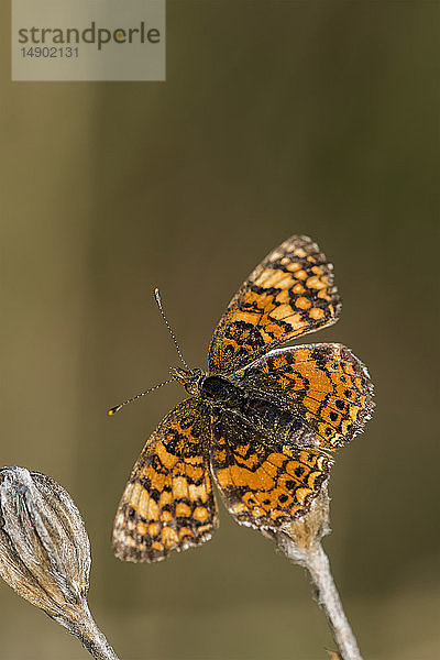 Ein Perlsichelfalter (Phyciodes tharos) landet auf einer Pflanze; Astoria  Oregon  Vereinigte Staaten von Amerika