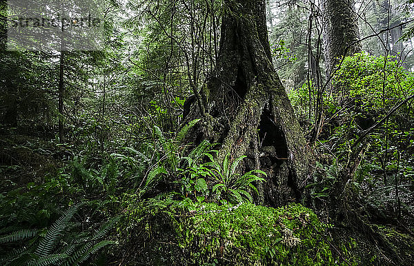 Regenwald auf dem Wild Pacific Trail; Ucluelet  British Columbia  Kanada