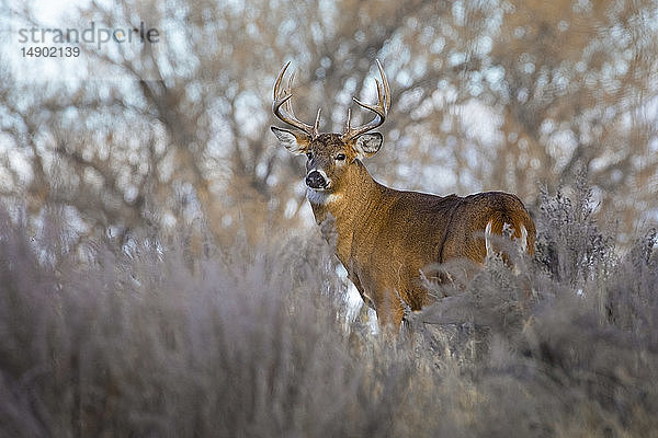 Weißwedelhirsch (Odocoileus virginianus)  Bock  Eastern Plains; Colorado  Vereinigte Staaten von Amerika