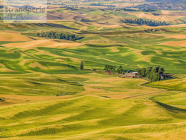 Weizenfelder auf sanften Hügeln mit einer Scheune in der Mitte des Bildes; Palouse  Washington  Vereinigte Staaten von Amerika