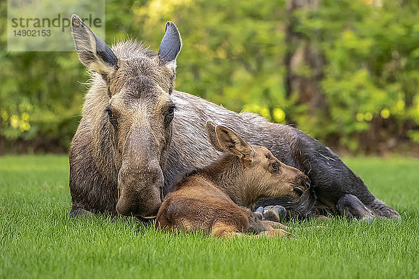 Elchkuh (Alces alces) mit Kalb ruht auf grünem Gras in East Anchorage  Alaskas staatliches Säugetier  Süd-Zentral-Alaska; Alaska  Vereinigte Staaten von Amerika