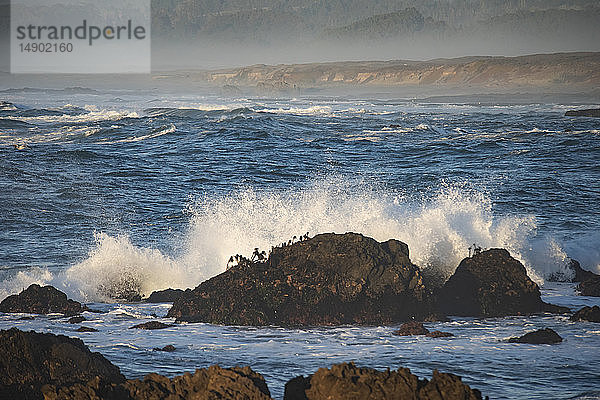 Wellen brechen an mit Seepalmen bewachsenen Felsen am Laguna Point  MacKerricher State Park and Marine Conservation Area bei Cleone in Nordkalifornien; Cleone  Kalifornien  Vereinigte Staaten von Amerika