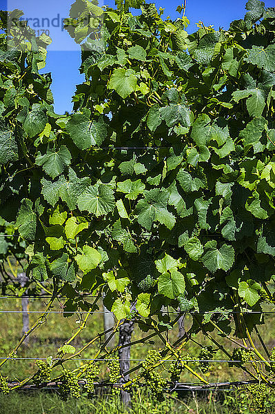 Weinreben mit üppigem  grünem Laub und blauem Himmel; Martinborough  Bezirk Wairarapa  Region Wellington  Neuseeland