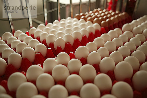 Frische Eier in roten  geteilten Plastikschachteln; Kanada