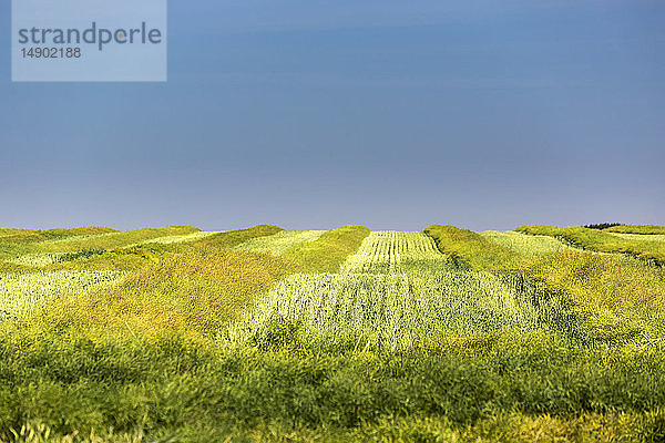 Grün geschnittenes Rapsfeld in Reihen mit Stoppeln und blauem Himmel im Hintergrund; Beiseker  Alberta  Kanada
