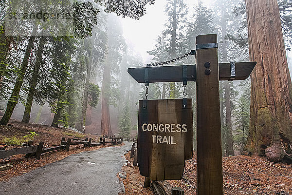 Congress Trail in Richtung General Sherman  Sequoia National Park; Visalia  Kalifornien  Vereinigte Staaten von Amerika