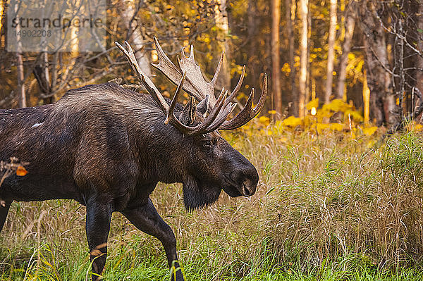 Ein Elchbulle (Alces alces) in der Brunftzeit  der an einem sonnigen Herbstnachmittag im Kincade Park im hohen Gras spazieren geht; Anchorage  Alaska  Vereinigte Staaten von Amerika