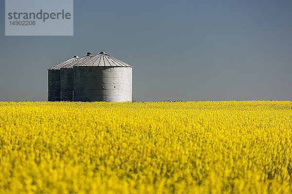 Große Getreidesilos aus Metall in einer Reihe in einem blühenden Rapsfeld mit blauem Himmel; Beiseker  Alberta  Kanada