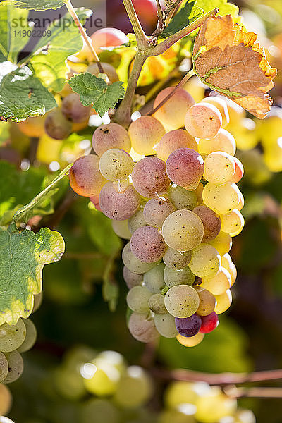 Nahaufnahme einer Traube mehrfarbiger weißer Weintrauben  die an einer Rebe mit bunten Blättern hängen  südlich von Trier; Deutschland