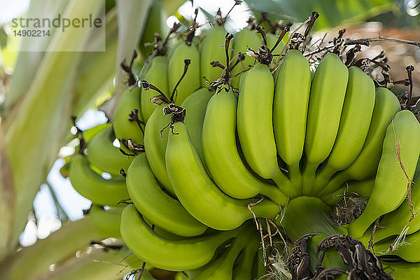 Cluster unreifer Bananen auf einem Baum; Huatulco  Oaxaca  Mexiko