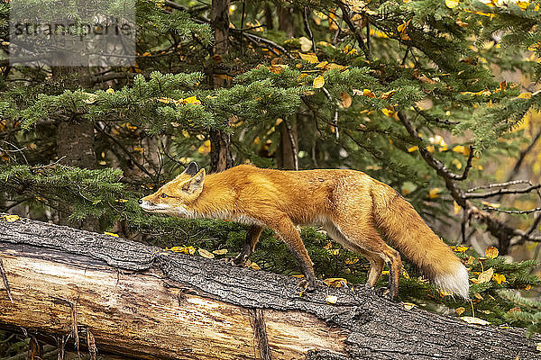 Rotfuchs (Vulpes vulpes) im Gebiet Campbell Creek  Süd-Zentral-Alaska; Alaska  Vereinigte Staaten von Amerika