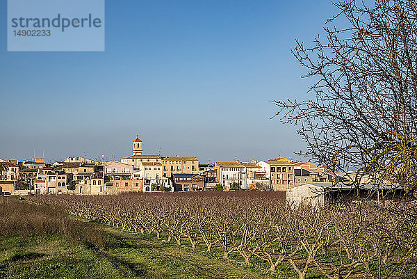 Laublose Obstbäume im Vordergrund  im Hintergrund das Dorf Bennissanet und blauer Himmel; Benissanet  Tarragona  Katalonien  Spanien