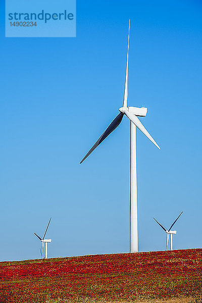 Windkraftanlage am Hang in einem Feld mit rotem Mohn (Papaver rhoeas); Almargen  Malaga  Andalusien  Spanien