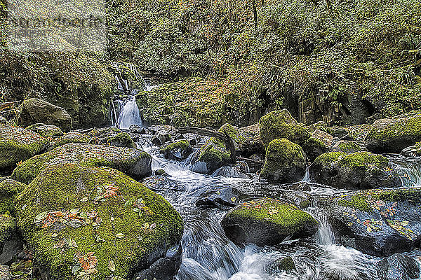 Oberer Abschnitt der Sweet Creek Falls bei Mapleton; Oregon  Vereinigte Staaten von Amerika