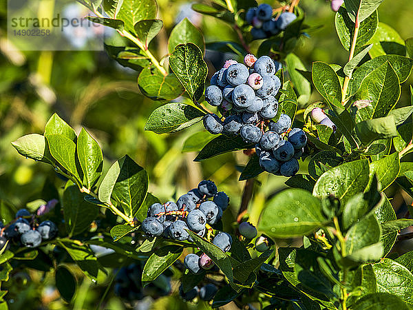 Reifende Blaubeeren an Sträuchern; Nova Scotia  Kanada