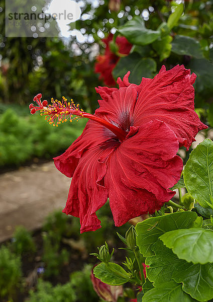 Rote Hibiskusblüte; Funchal  Madeira  Portugal